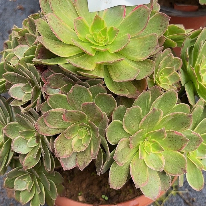 多肉植物福利766个