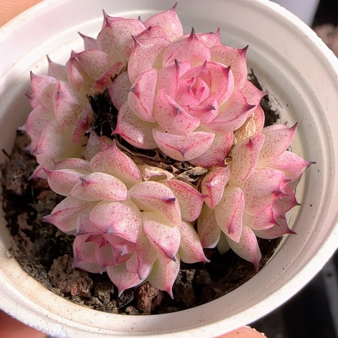 多肉0105-170小魔仙