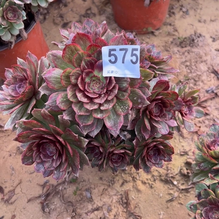 红霞多肉植物575