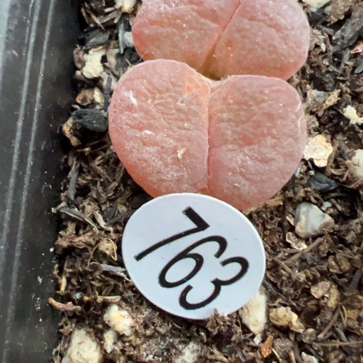 浅*763号1111111111