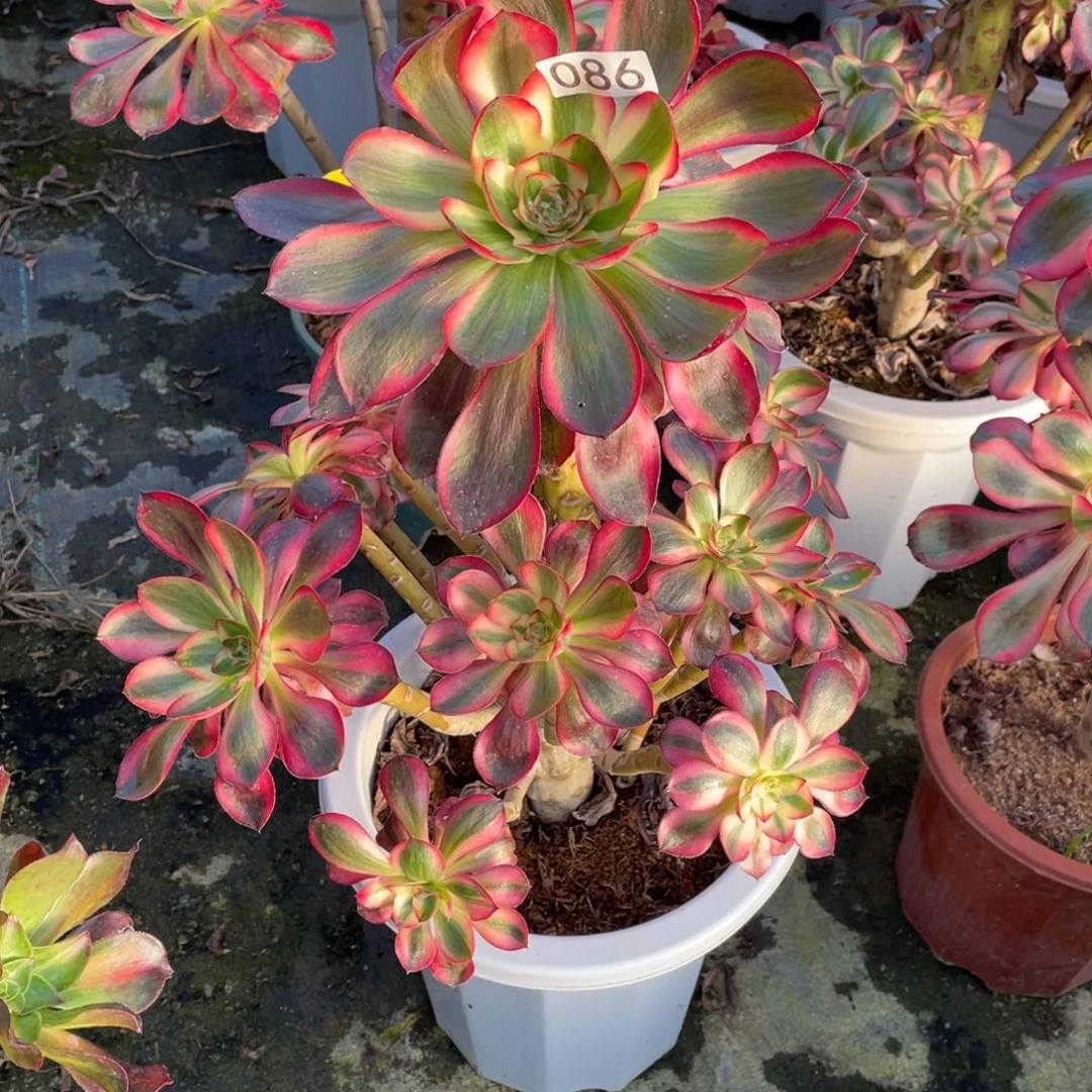 巫毒白锦老桩子法师锦