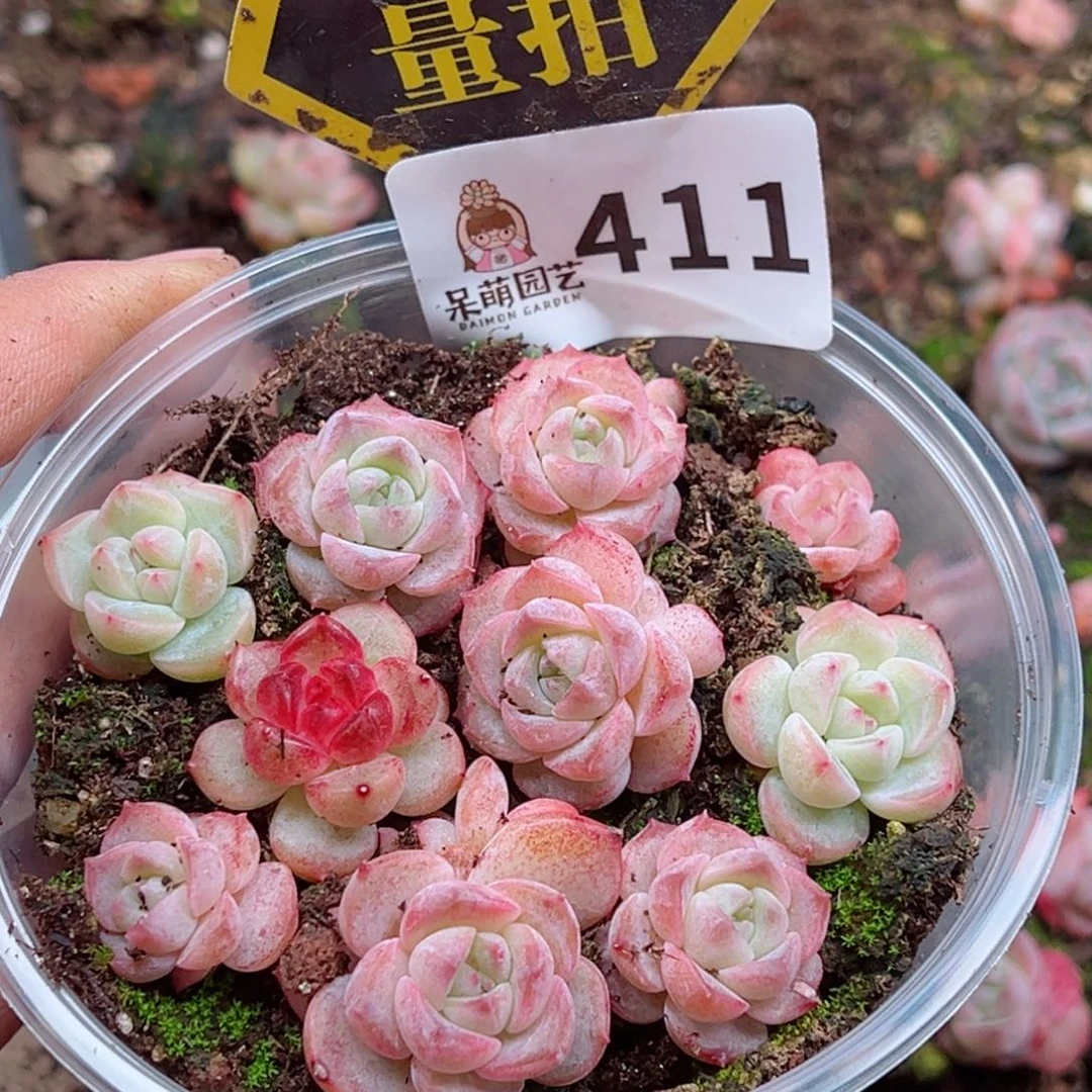 多肉植物多肉植物