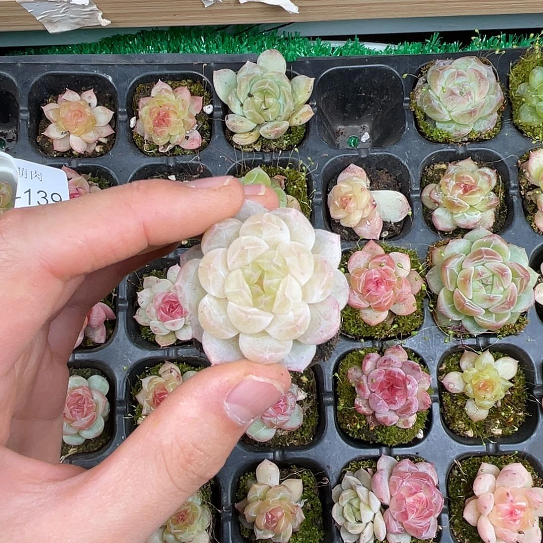 精品多肉一物一拍16-140