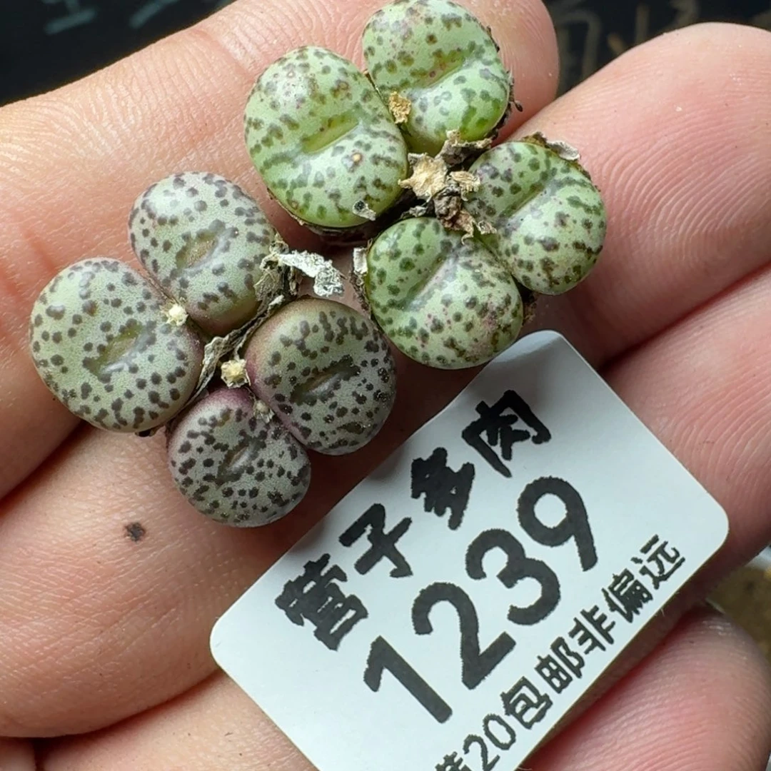 安贞  两颗