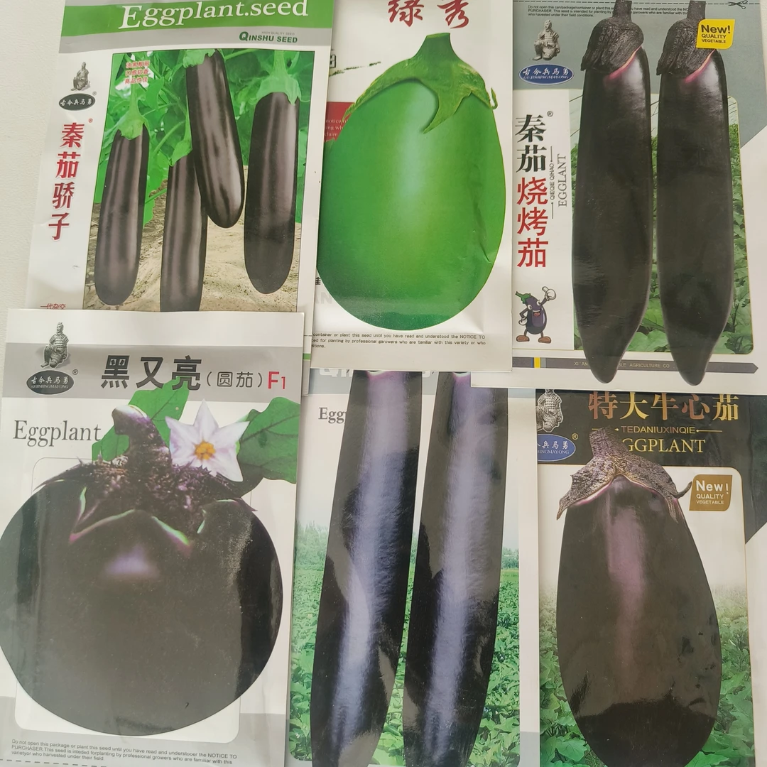 茄子种子，杂交种茄子皮色油亮口感好不易老化