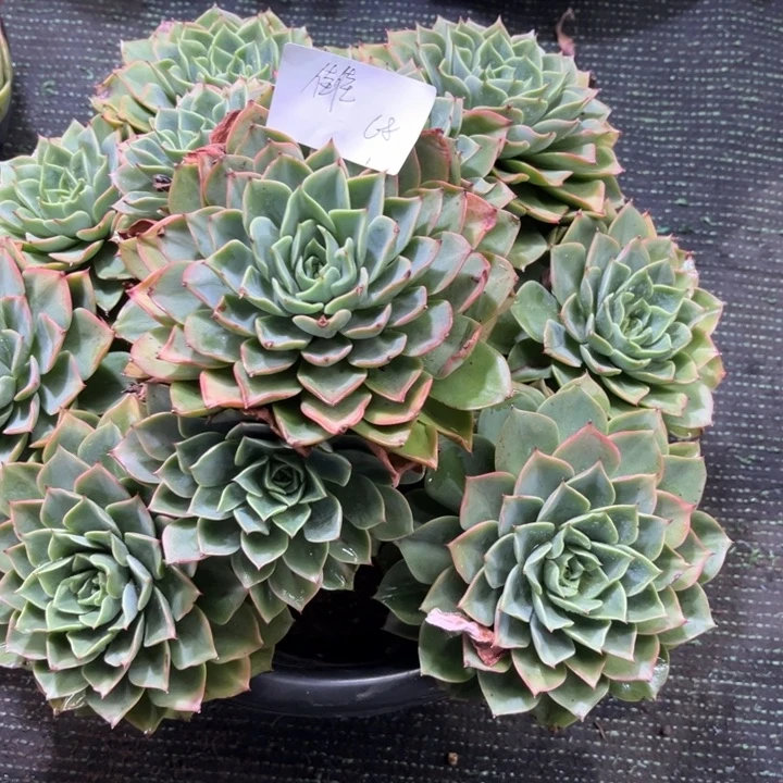 A***佳贝拉多肉植物多肉植物
