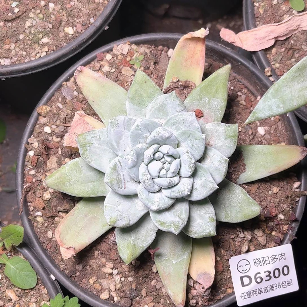 如**✨6300帕翠啥仙女杯多肉