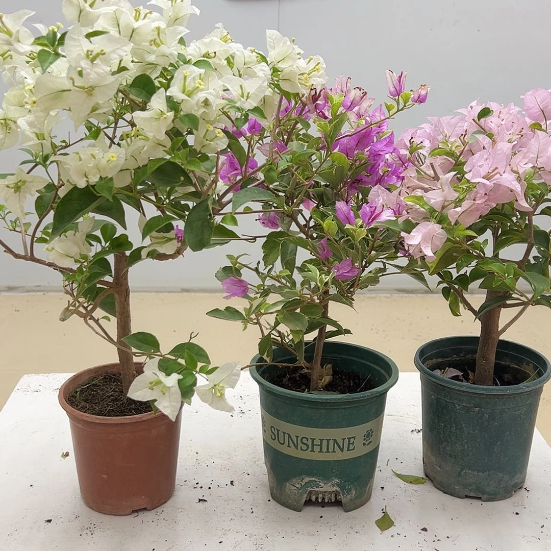 大部分花苞少量开放白雪公主，花叶雪紫，苹果花组合