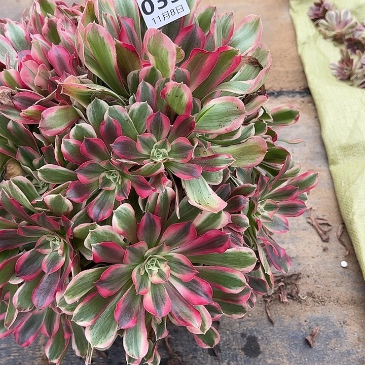 Z***11.8-35男神多肉植物1