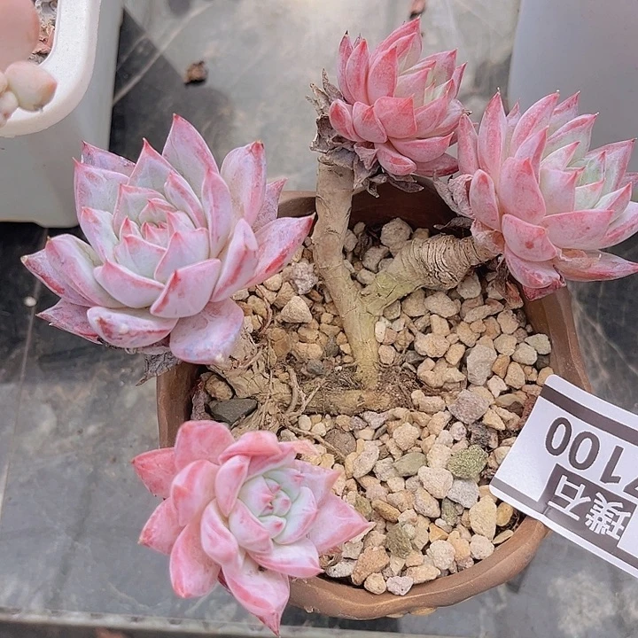 粉蓝鸟27100多肉植物