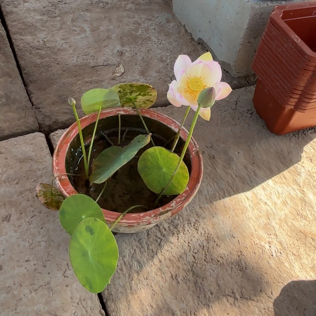 当前无花朵，栽培后可花朵楚*华莲子成品196号