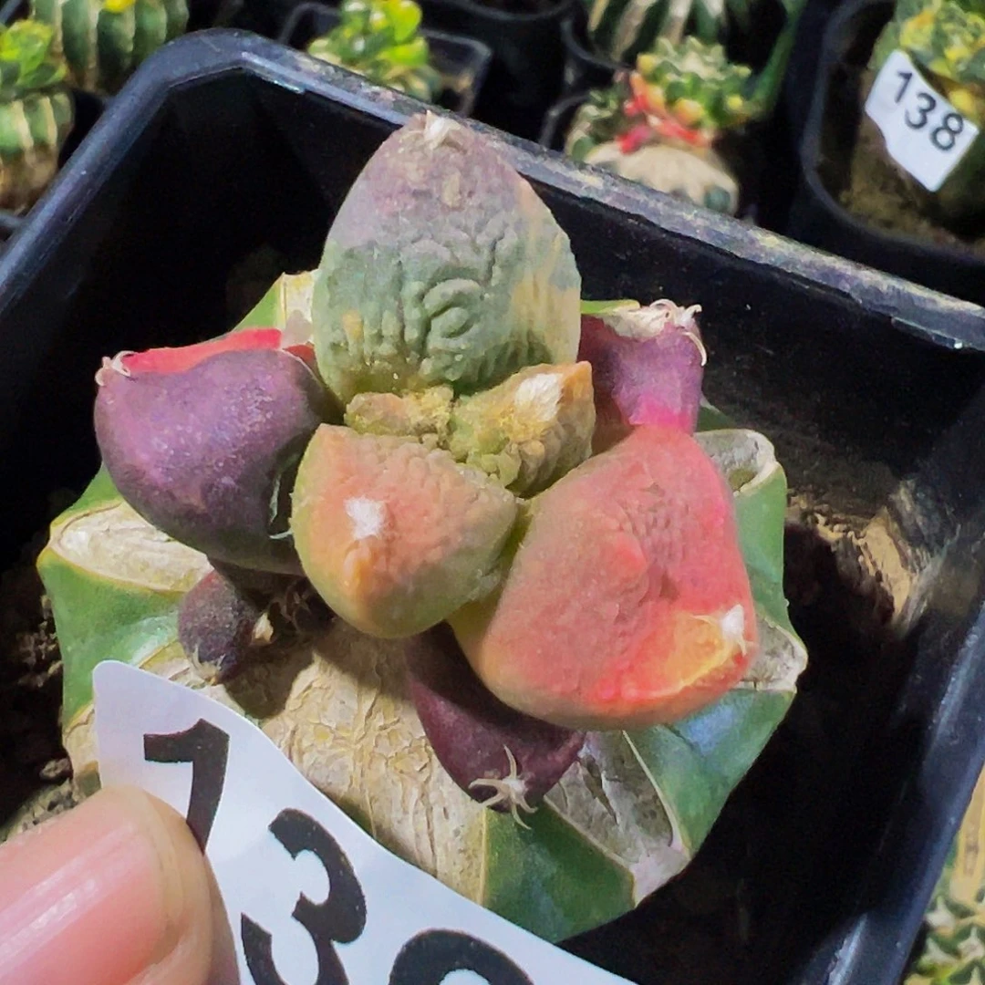 无花朵福利连山牡丹锦139