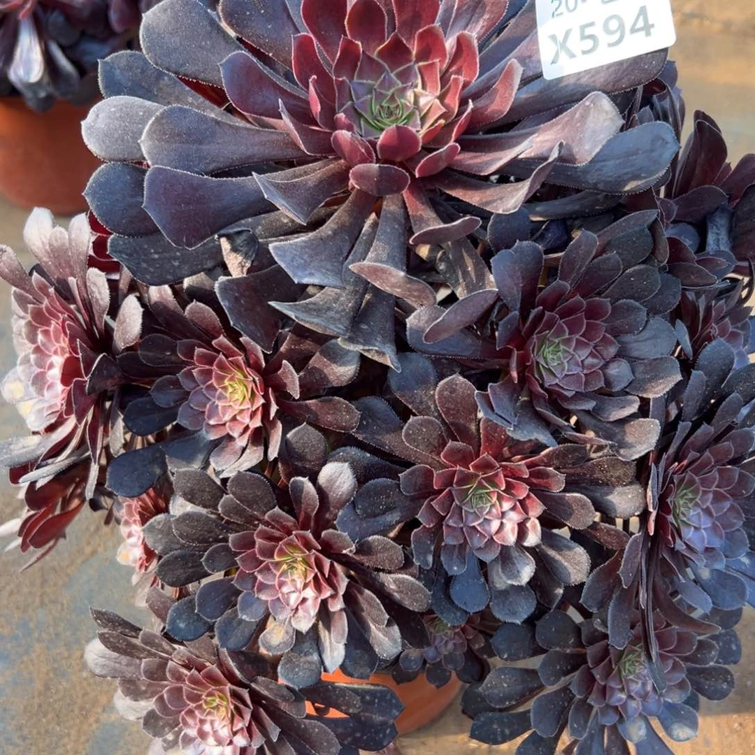 594黑铜，满20包邮
