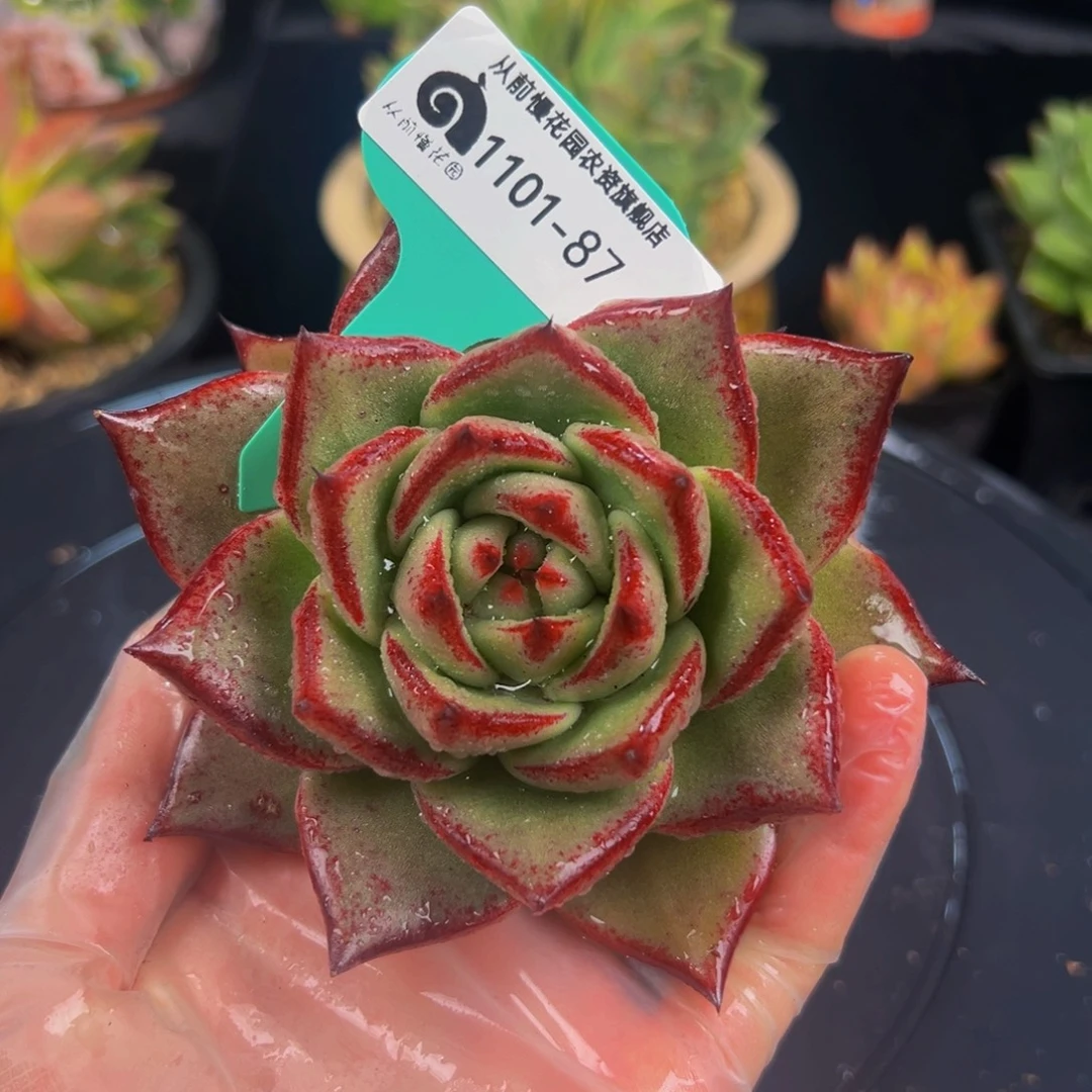 从前慢慢多肉编号1101-87