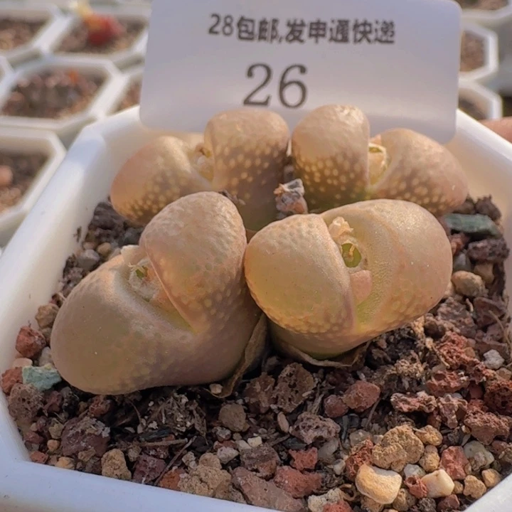 26。
