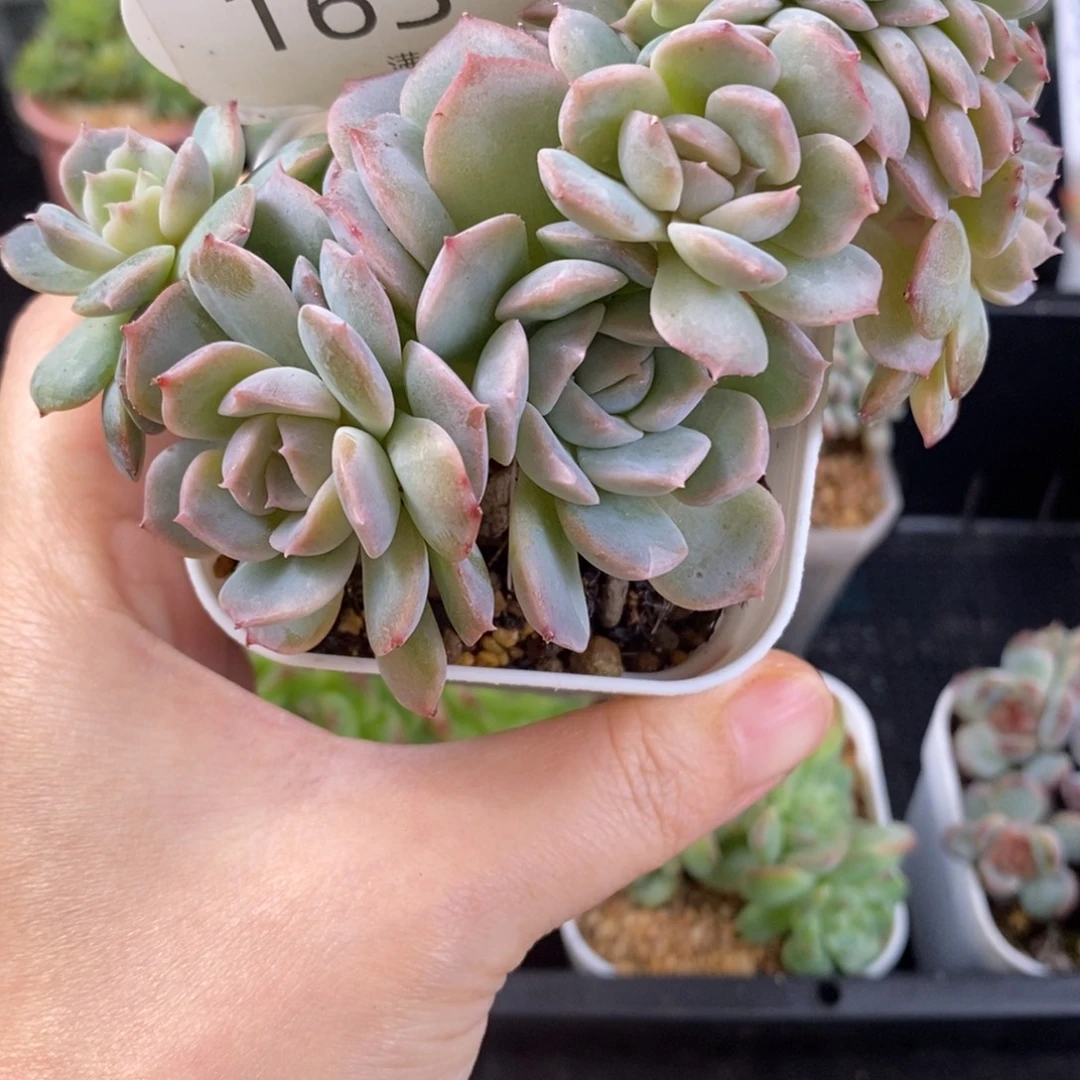 粉色糖心缀化一颗163号