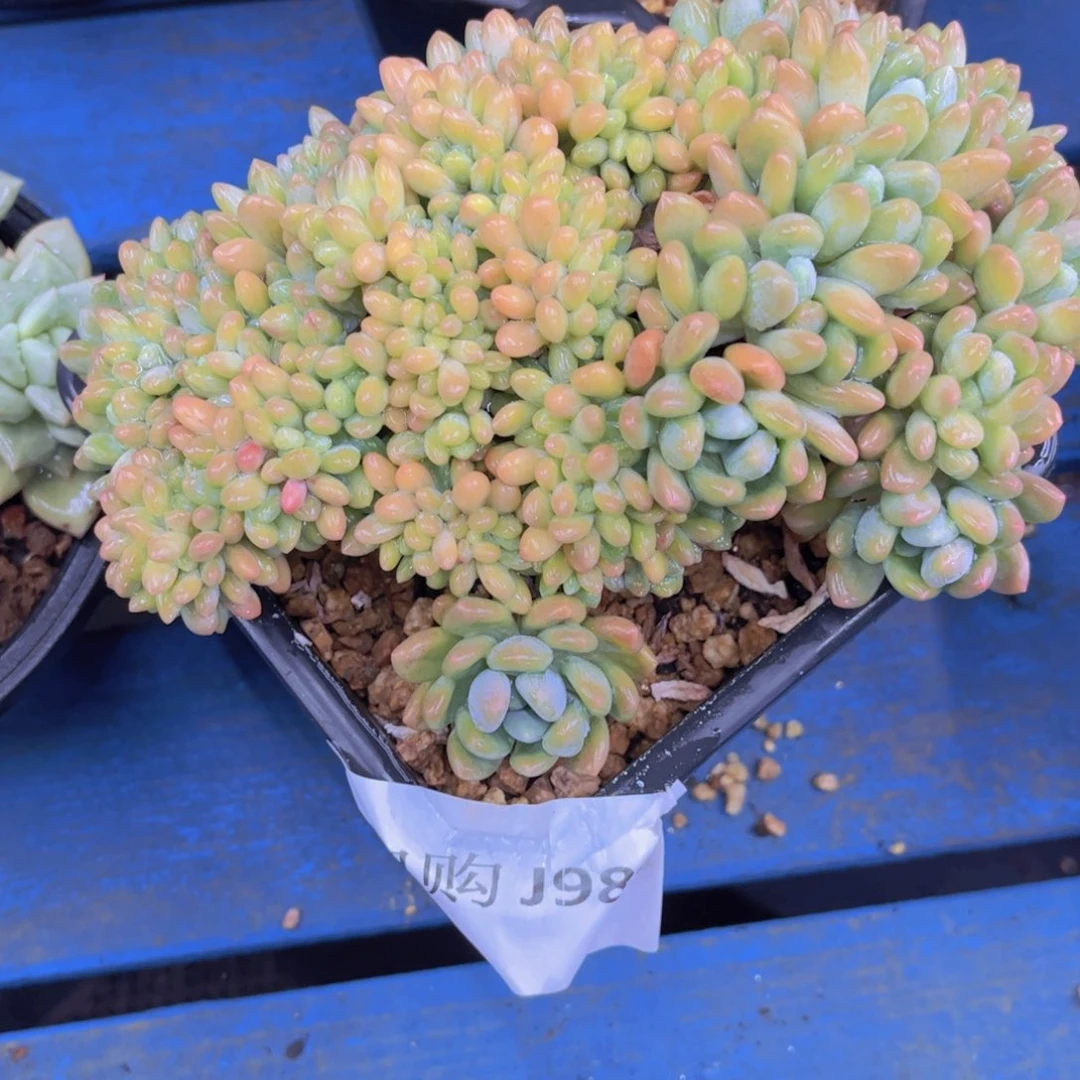 灯美人缀化985一颗脱土发货