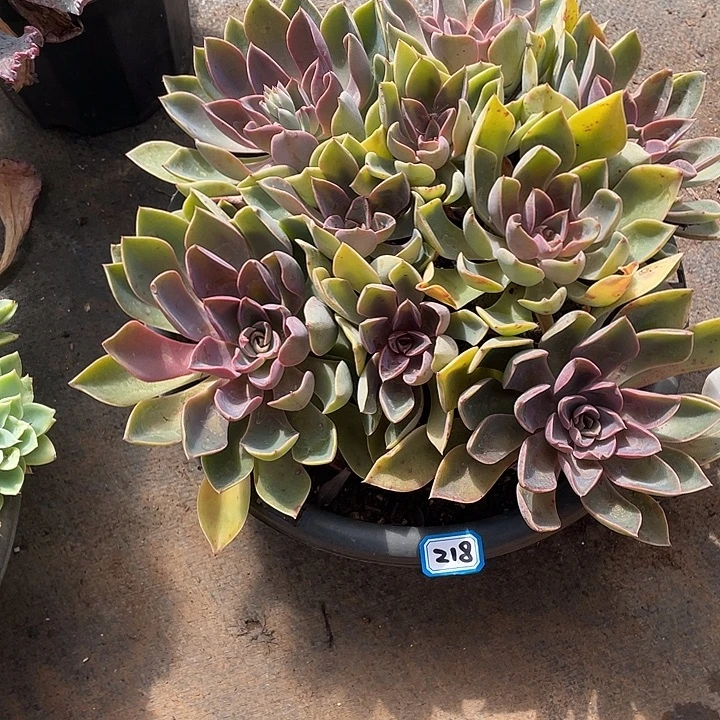 218紫气东来 一物一拍多肉