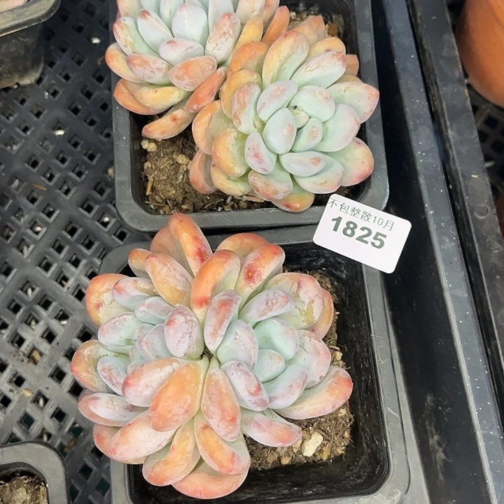 阿雅园艺。       1825香水两颗