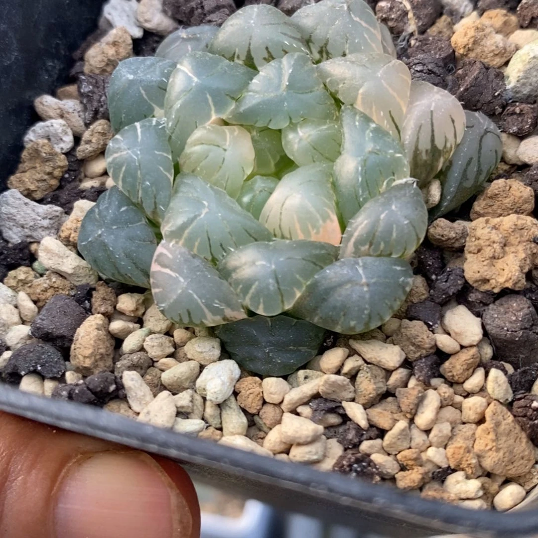 27号实生玉露锦湖水