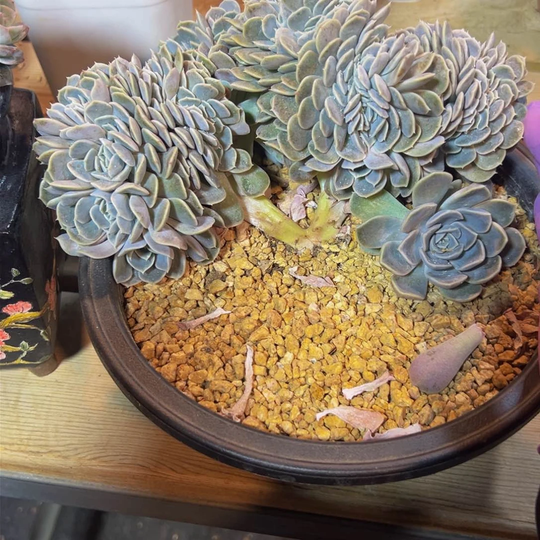 汉堡 新年快乐 新年快乐