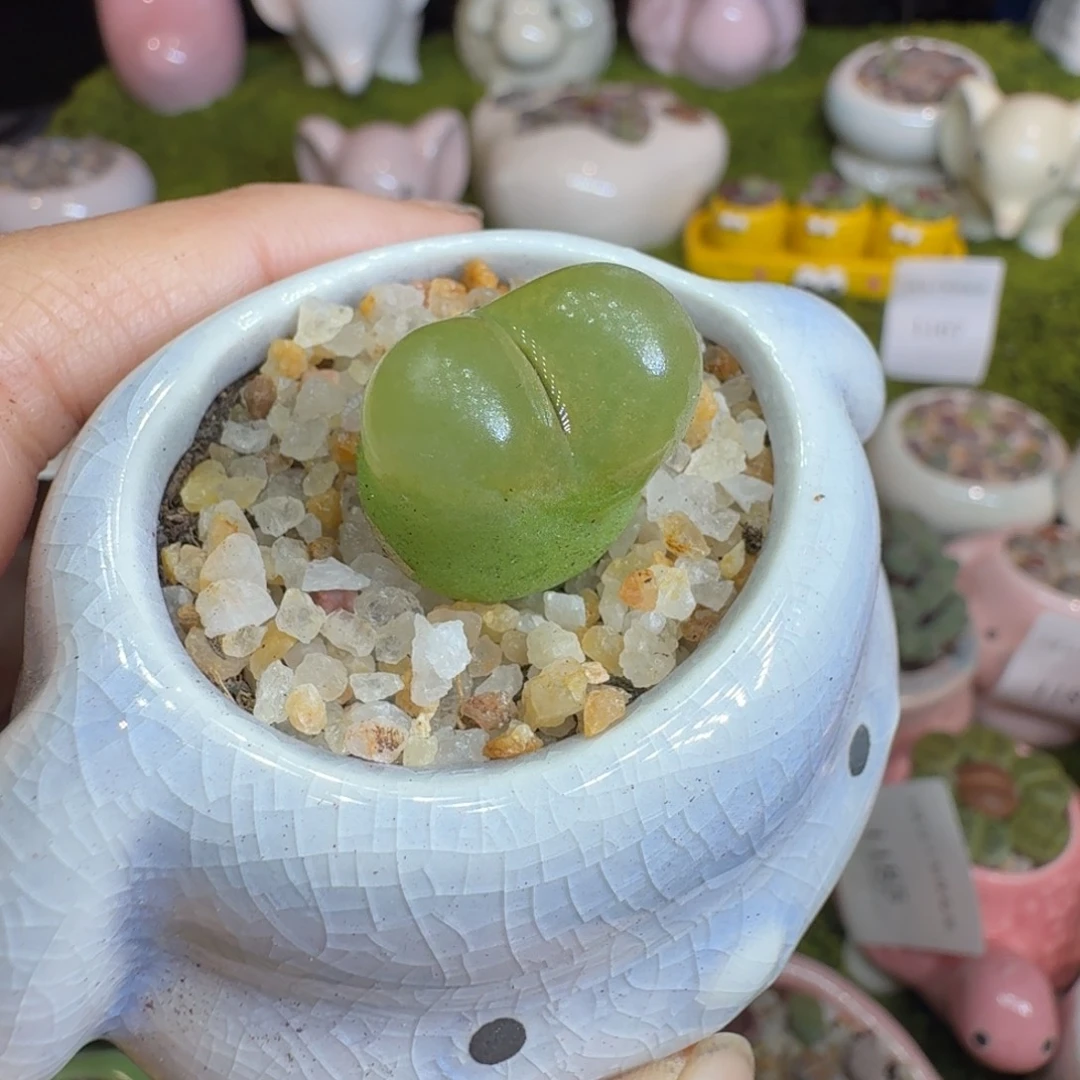 !***！多肉植物开播福利冲1200
