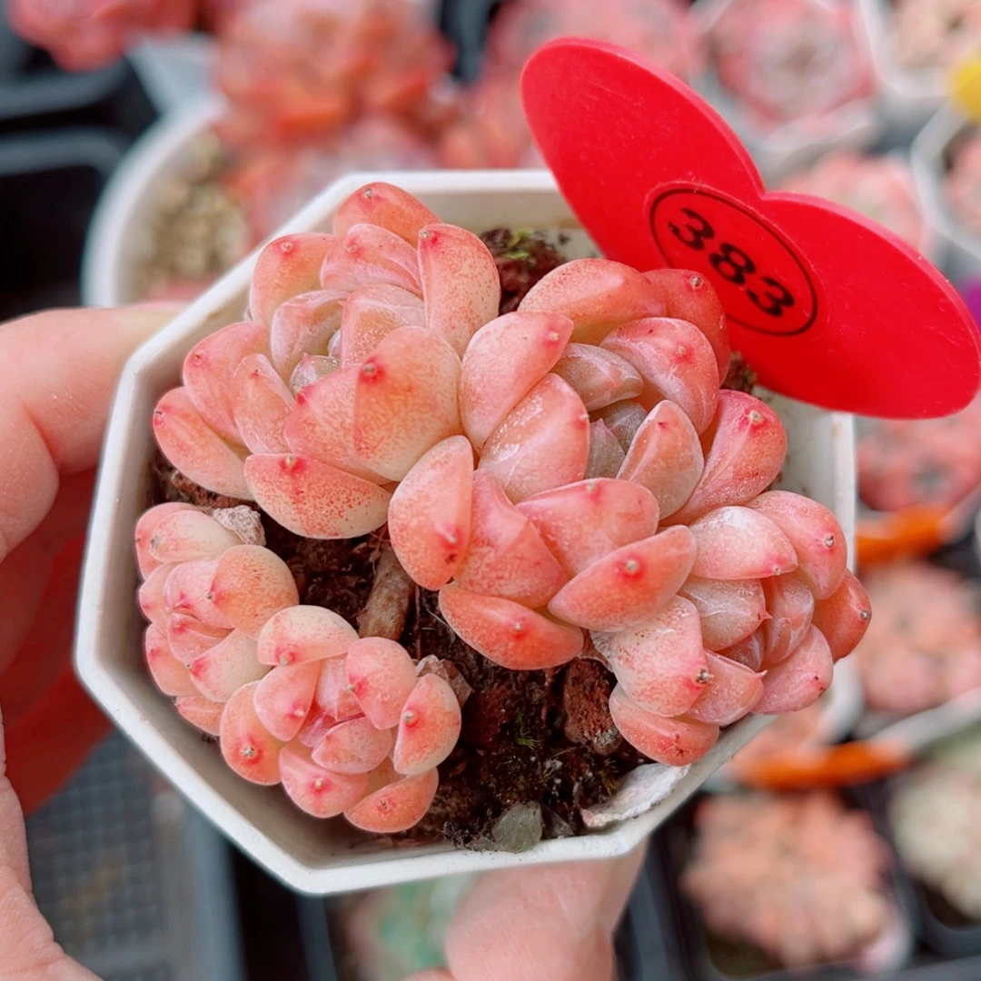 383号小老桩糖心群
