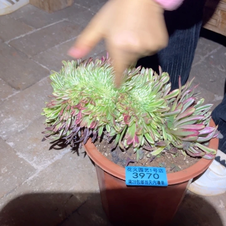 金丝菊缀397 0多肉植物