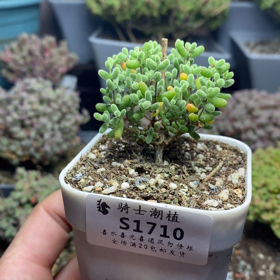 1710金桔糖球枝干