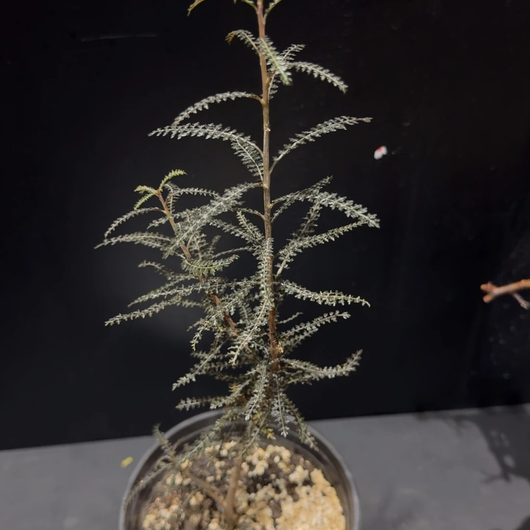 索科特拉乳香黑叶