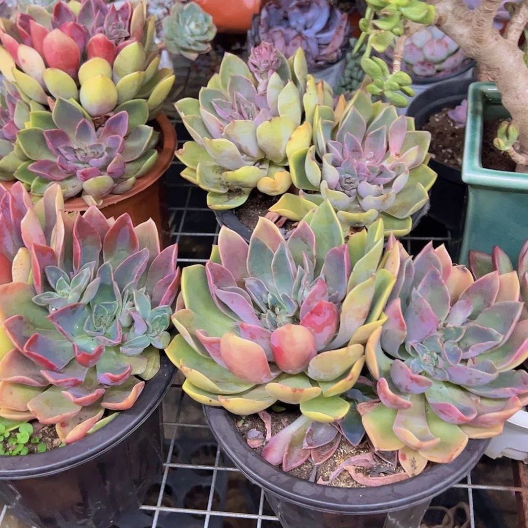 紫气东来双头起老桩