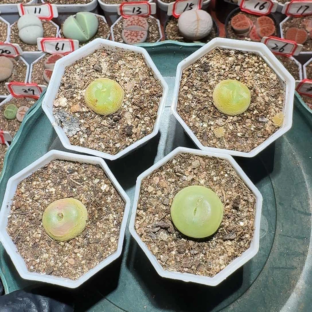 a**砹生石花等11111111。  176