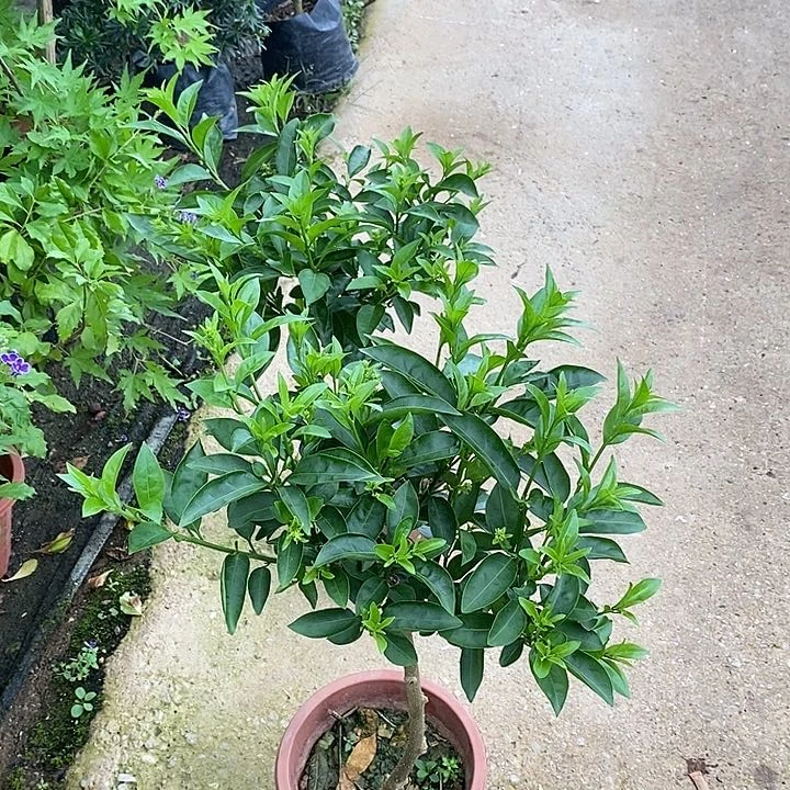 完全开放目前生花苞净化空气花卉盆栽
