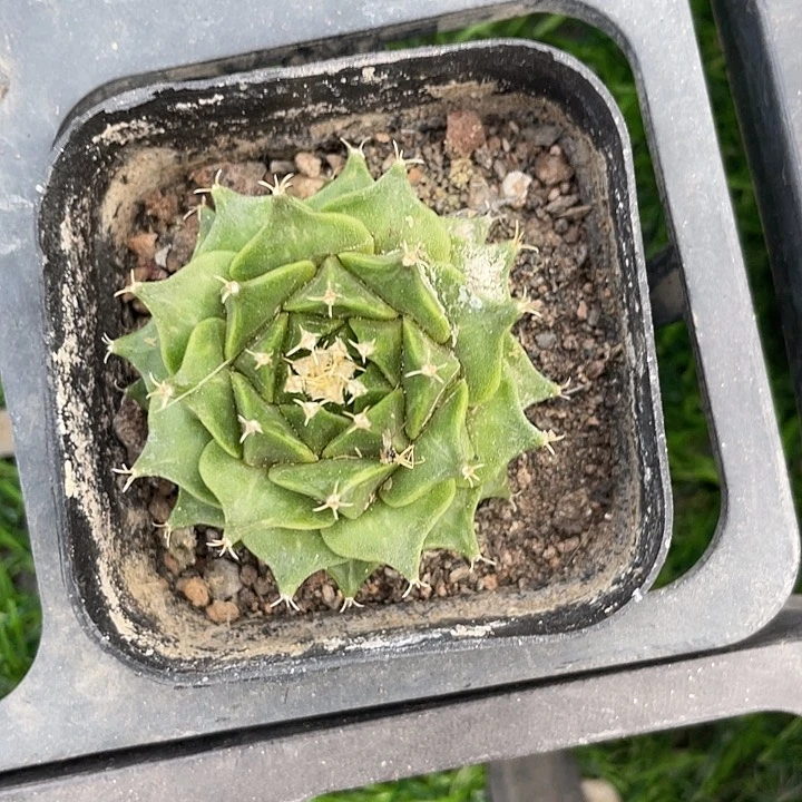 单头帝冠满25包邮