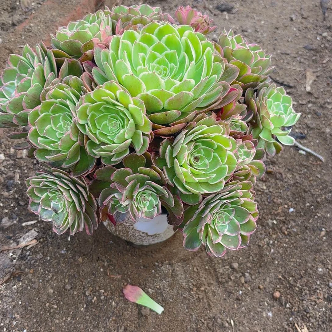 海王多肉植物手捧