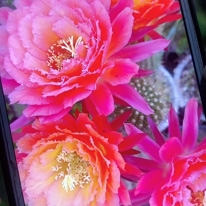 牛牛带根6公分毛花柱