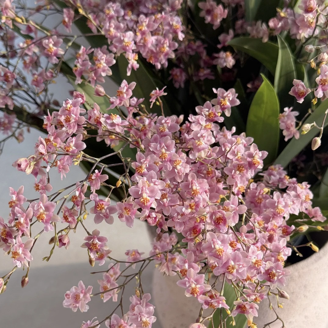 光宗粉  130杯盆 浓香型梦香兰客厅阳台花卉植物好养护