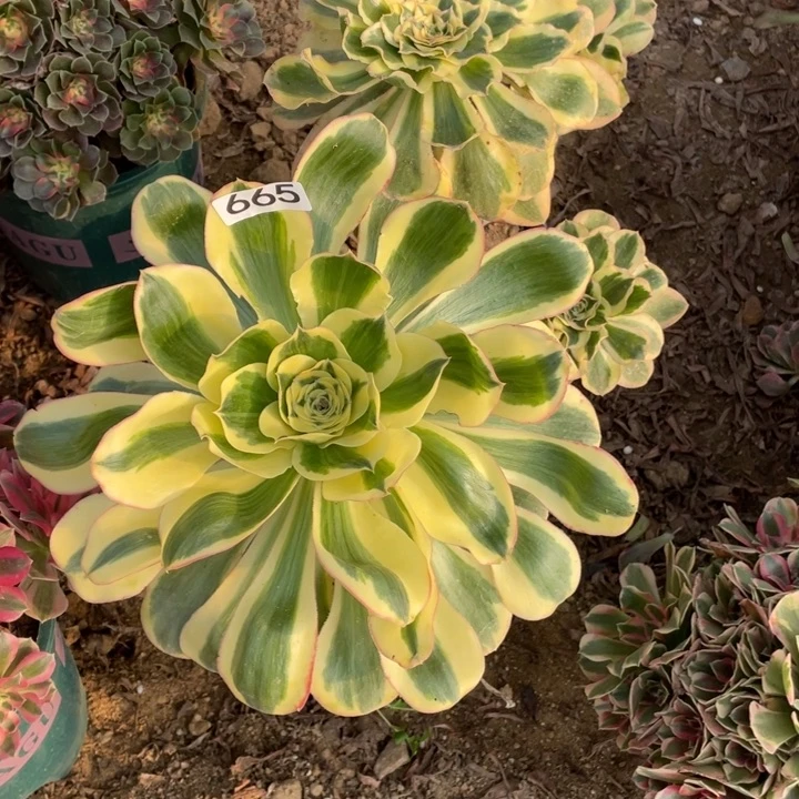 呼***宇完全开放665多肉植物燕姿锦