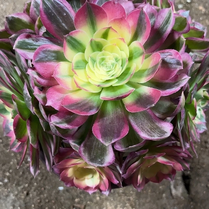 多肉植物海仙锦…………