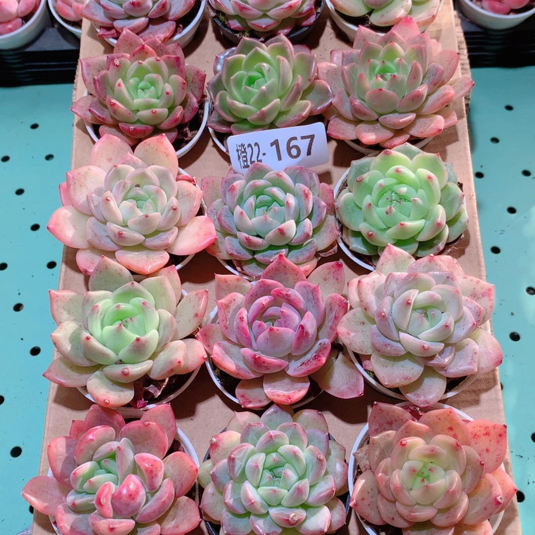 22-167一物一拍多肉带盆18颗