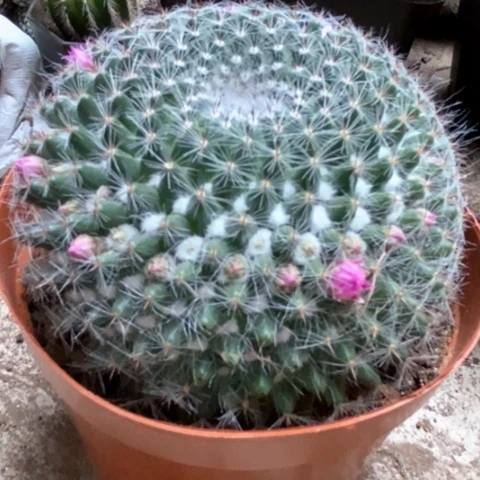 余温仙人球12米仙人球