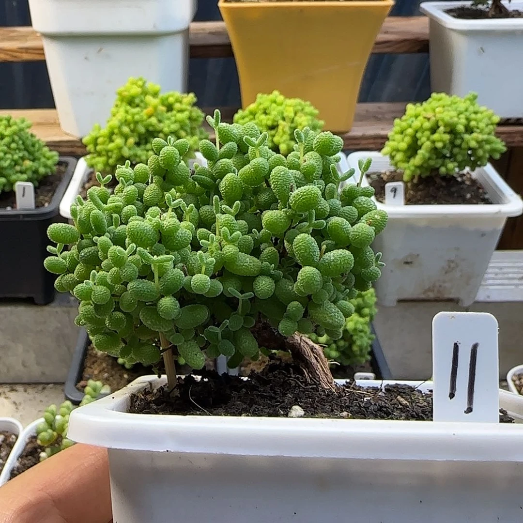 金桔糖球一物一拍