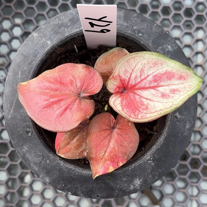 29-0211皇家礼堂彩叶芋广东现货