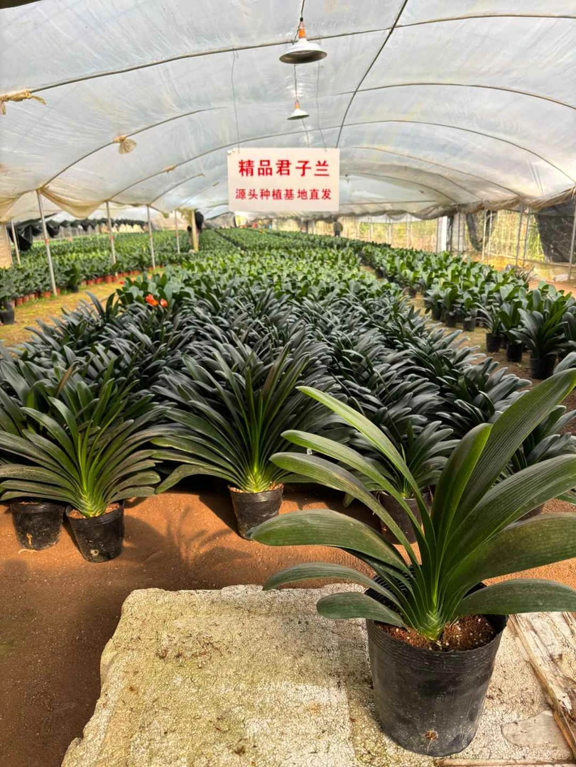 9年以上精品君子兰老桩苗叶片16叶起室内好养绿植年宵花基地直发