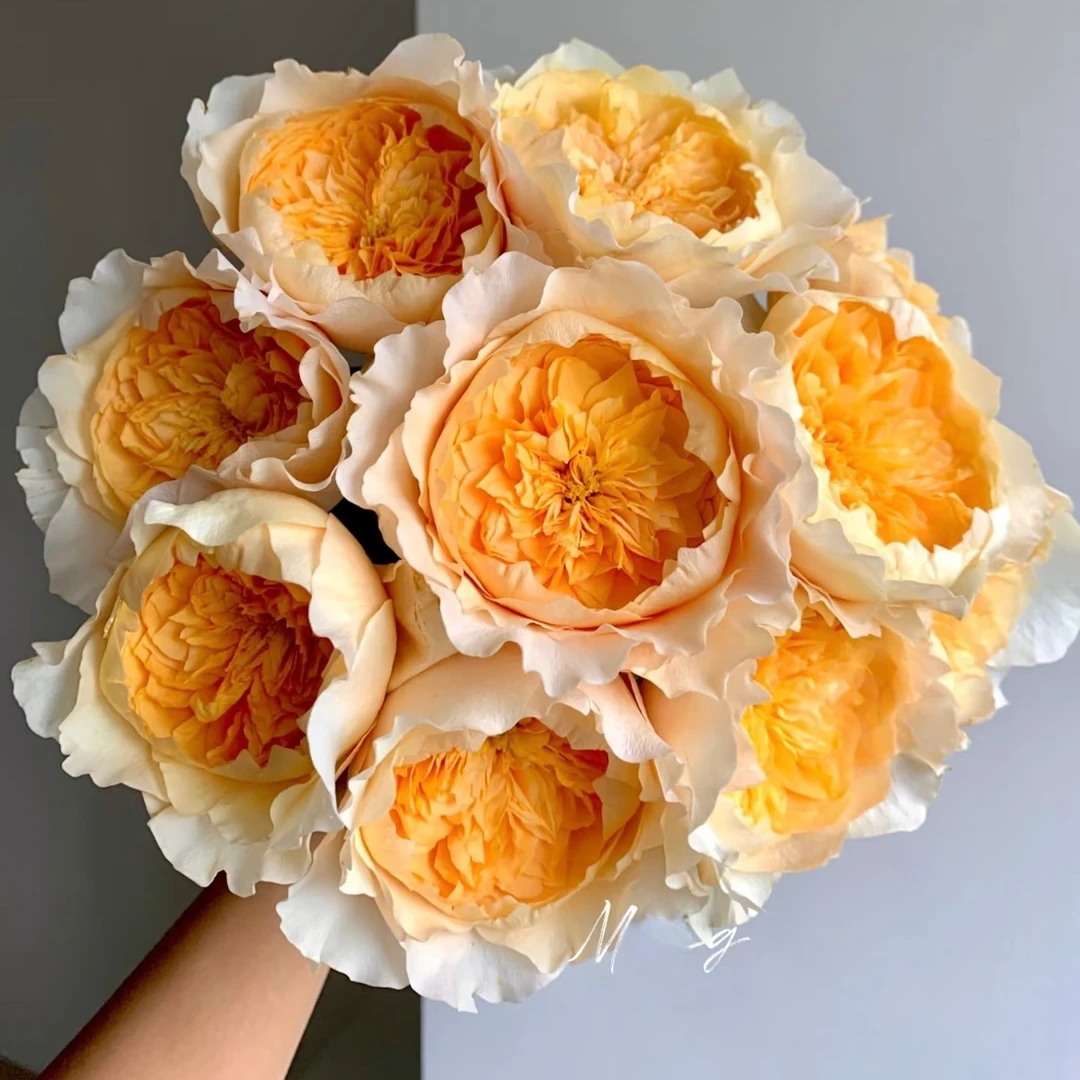 艾菲奥斯汀玫瑰浓香大花月季灌木鲜花花卉