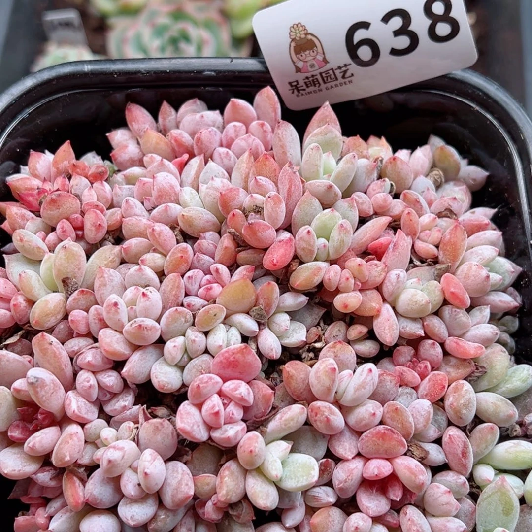 多肉植物多肉植物