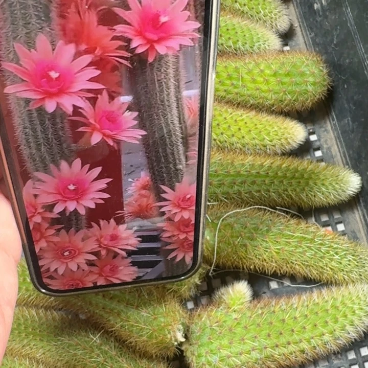 235垂吊，金妞双色无根侧牙6公分左右