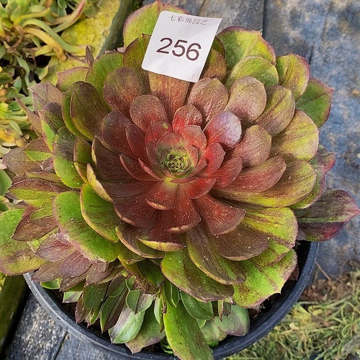 花月夜大手捧叶片有伤256