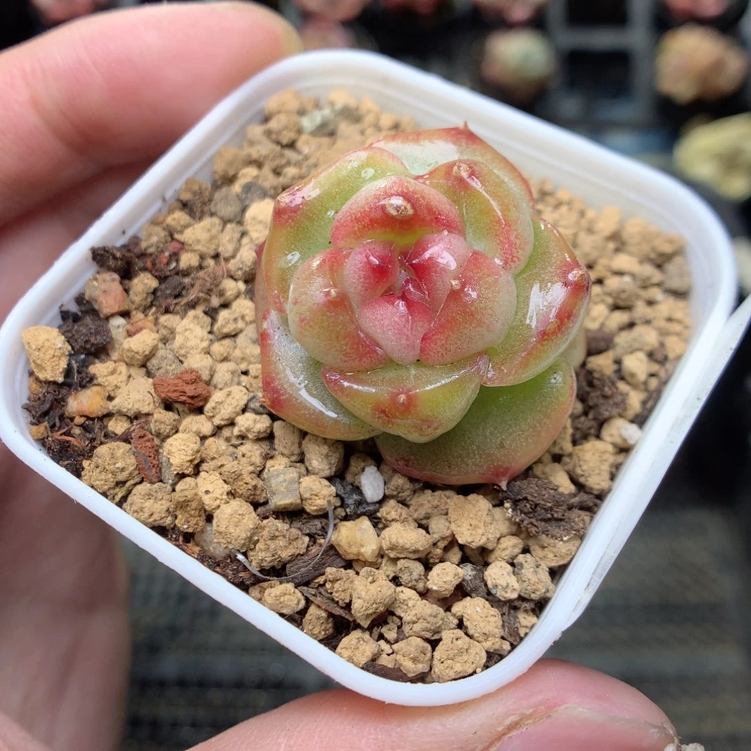 T95y y y y y y y y t