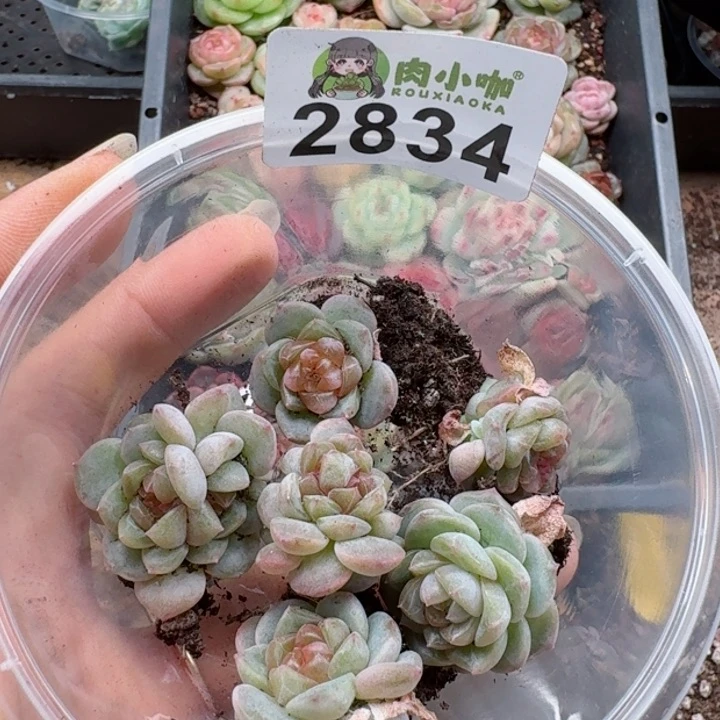 多肉植物多肉植物